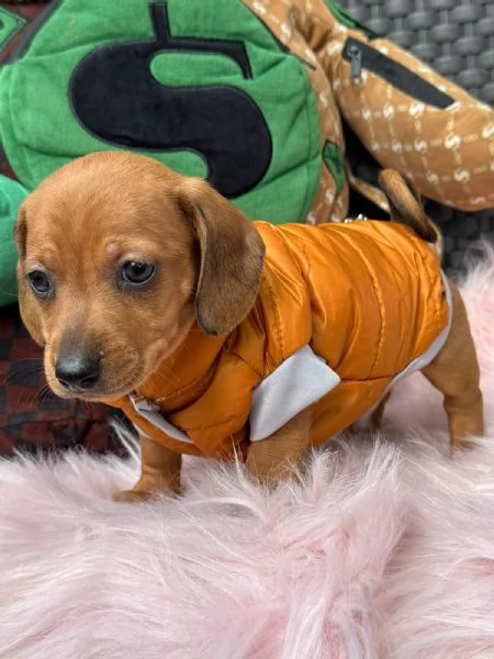 Regala dei cuccioli di Bassotto | Foto 0