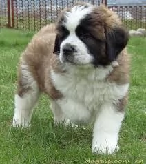 REGALO   BULLDOG INGLESE