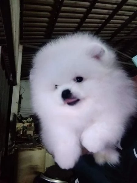 Cuccioli di Pomerania toy!!