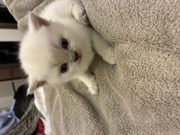 Scottish Straight | Foto 2