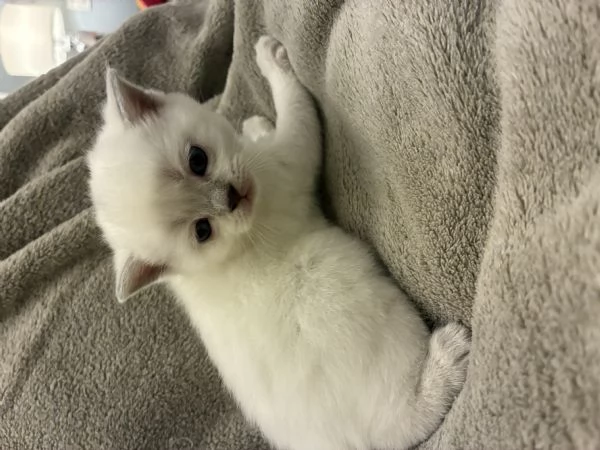 Scottish Straight | Foto 1