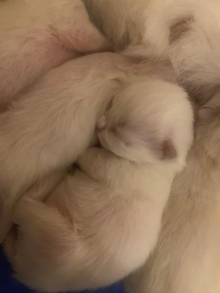 Scottish Straight | Foto 0