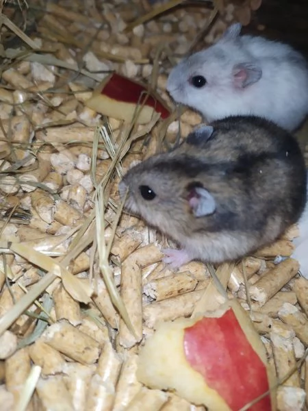 criceti russi striati