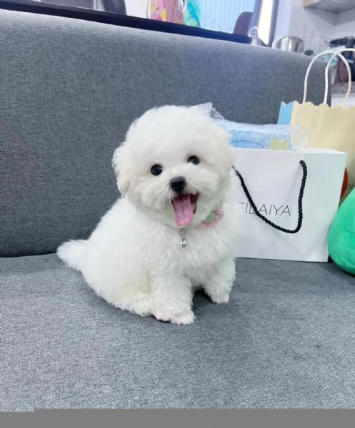 Bellissimi cuccioli barboncino