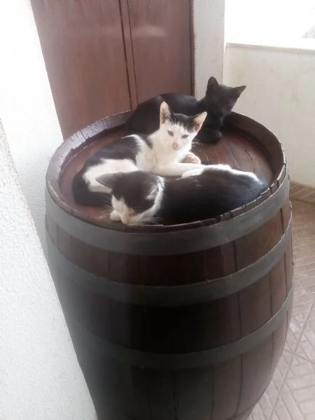 Gattini in adozione  | Foto 6