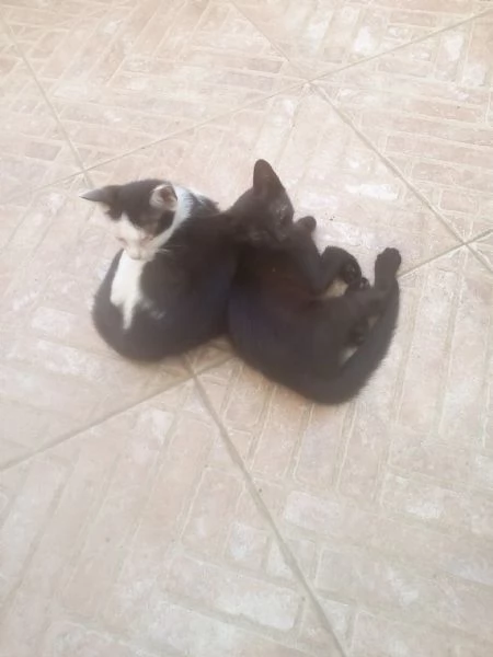 Gattini in adozione  | Foto 3