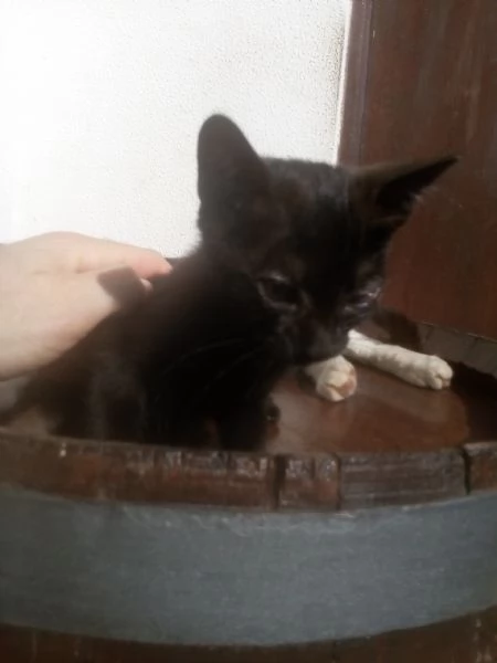 Gattini in adozione  | Foto 2
