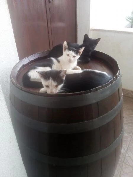 Gattini in adozione  | Foto 1