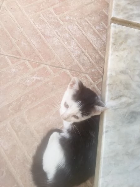 Gattini in adozione  | Foto 0