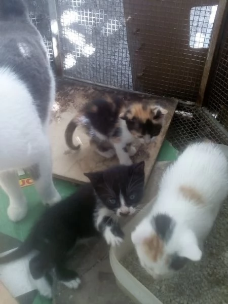 Gattini per adozione | Foto 1
