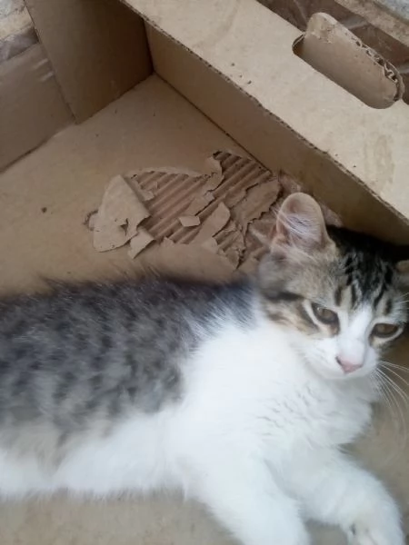 Gattini per adozione | Foto 2