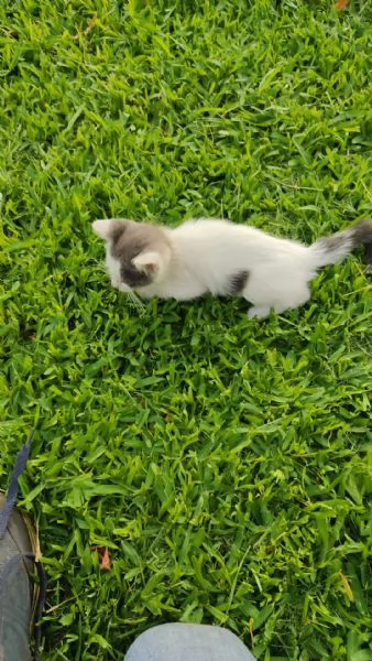 Gattini per adozione | Foto 1