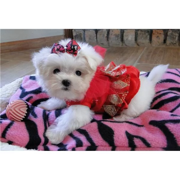 CUCCIOLI DI MALTESE MINI TOY!!