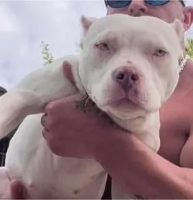 American Pocket Bully cuccioli | Foto 6