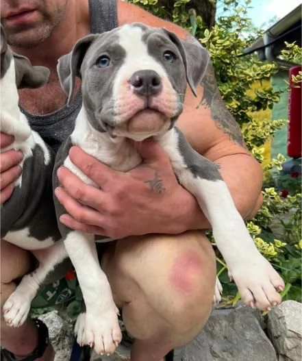 American Pocket Bully cuccioli | Foto 5