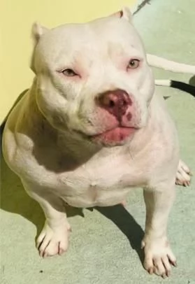 American Pocket Bully cuccioli | Foto 4