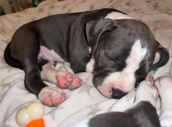 American Pocket Bully cuccioli | Foto 3