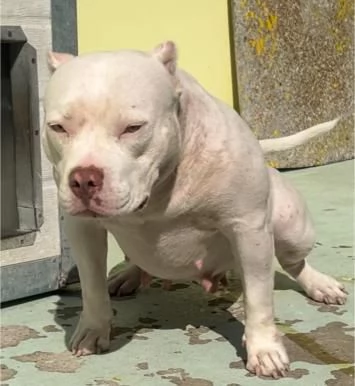 American Pocket Bully cuccioli | Foto 1