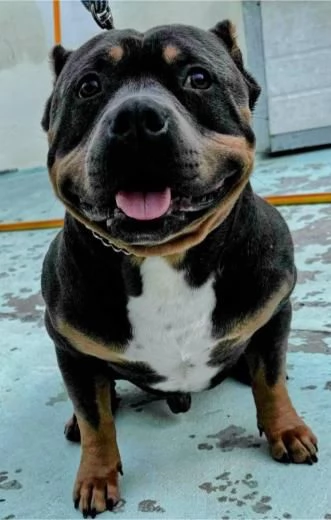 American Pocket Bully cuccioli | Foto 0