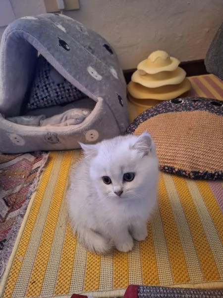 Mirtilla cerca casa | Foto 0