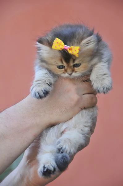 Baby cucciole | Foto 5