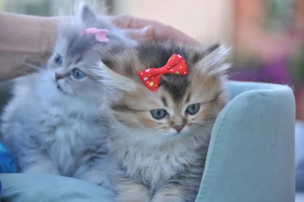 Baby cucciole | Foto 4