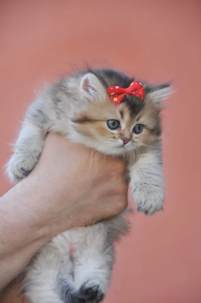 Baby cucciole | Foto 3