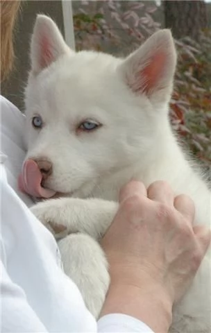 CUCCIOLO DI SIBERIAN HUSKY1