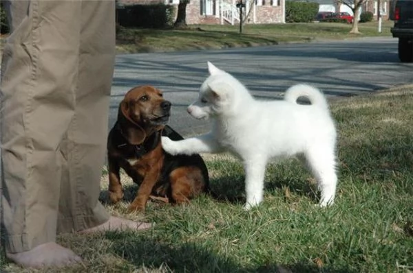 CUCCIOLO DI SIBERIAN HUSKY11