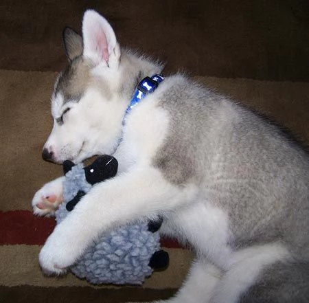 CUCCIOLO DI SIBERIAN HUSKY,/