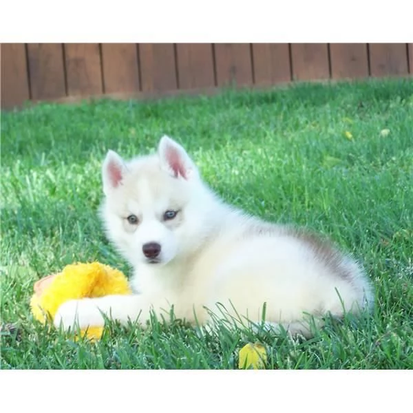 CUCCIOLO DI SIBERIAN HUSKY !!!
