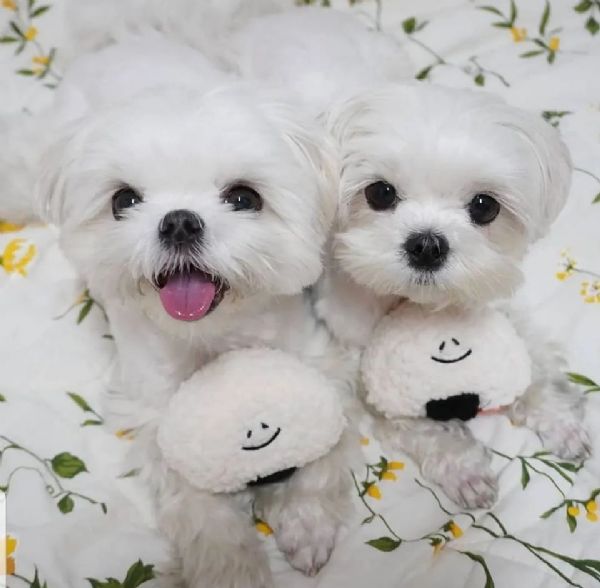 Cuccioli di maltese toy | Foto 0