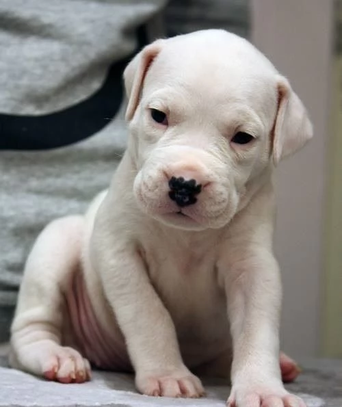 Disponibili cuccioli di dogo Argentino!!
