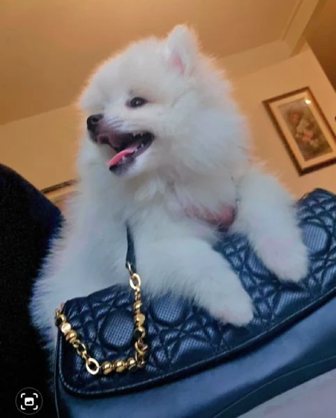 Cuccioli di volpino italiano  | Foto 3