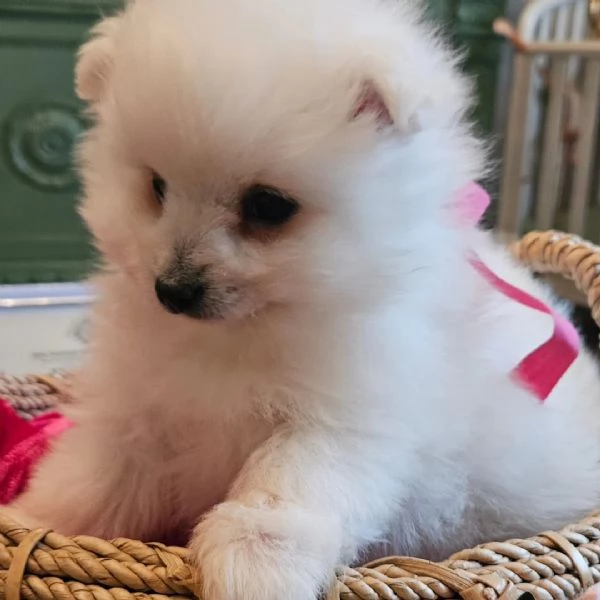 Cuccioli di volpino italiano  | Foto 1