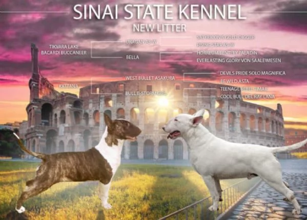 Bull terrier cucciolo in vendita