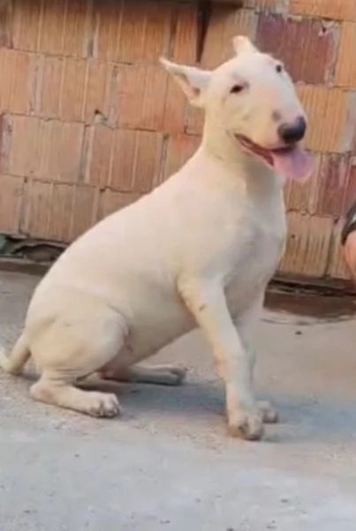 Bull terrier cucciolo in vendita | Foto 0