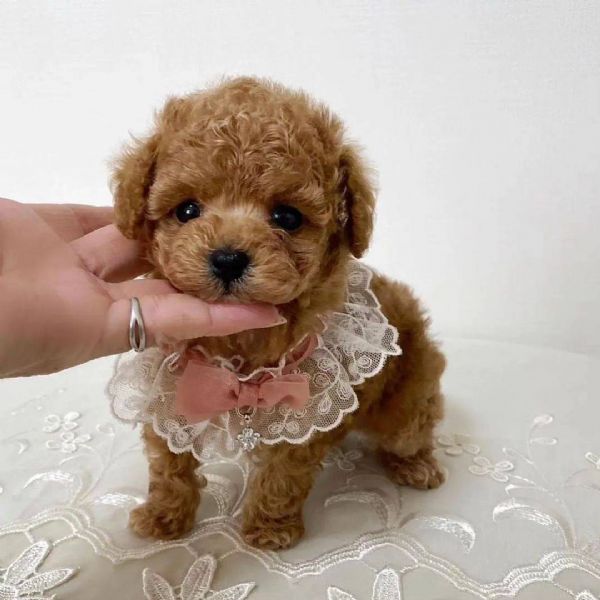 Barboncini toy cuccioli | Foto 0