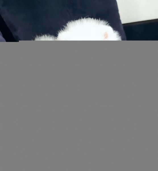 Spitz pomerania maschio e femmina | Foto 0