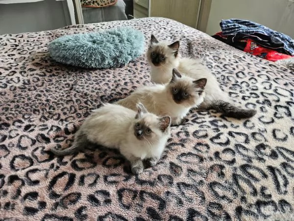 Ragdoll cuccioli con pedigree