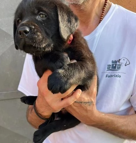Regala cuccioli di Labrador | Foto 2