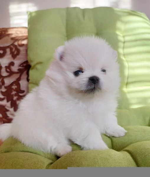 CUCCIOLI POMERANIA BIANCHI 