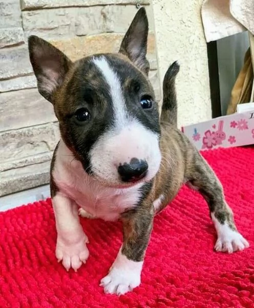 Adorabili cuccioli di Mini Bull Terrier. 