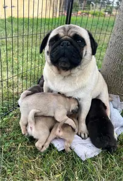 Cuccioli di Carlino in adozione | Foto 1