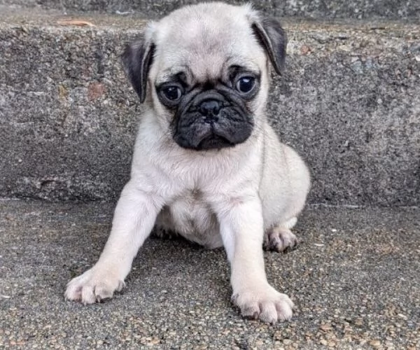 Cuccioli di Carlino in adozione | Foto 0