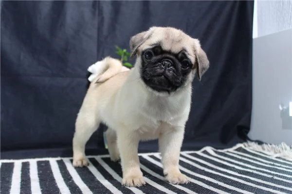 Cuccioli di Carlino in adozione