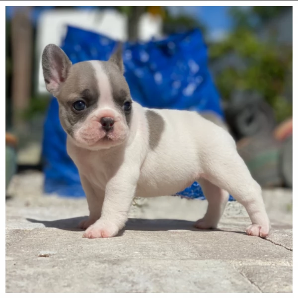 Cuccioli di Bulldog Francese pronti ora