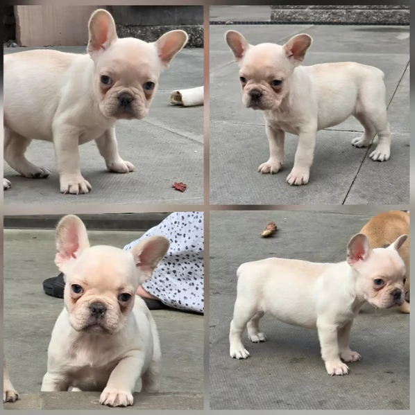 Cuccioli di Bulldog Francese pronti ora | Foto 1