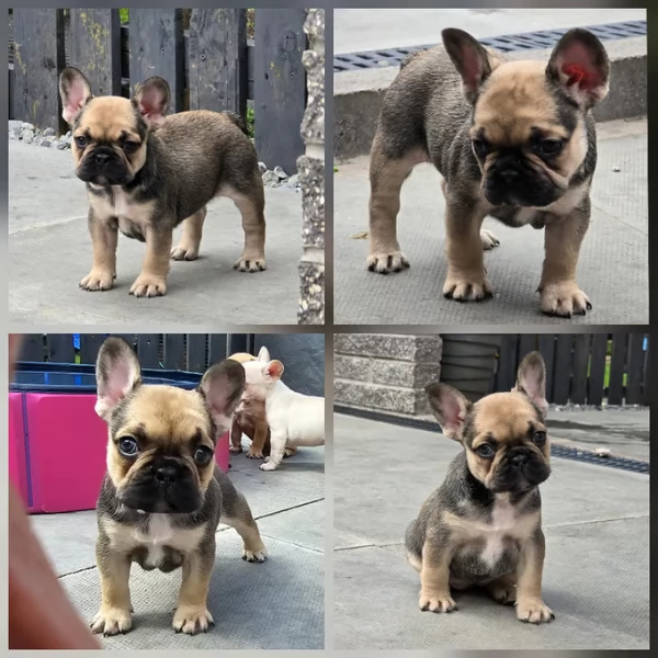 Cuccioli di Bulldog Francese pronti ora | Foto 0