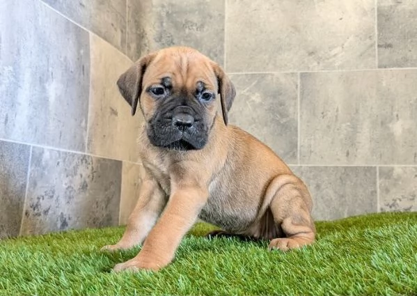 Disponibile Cane Corso Cuccioli....